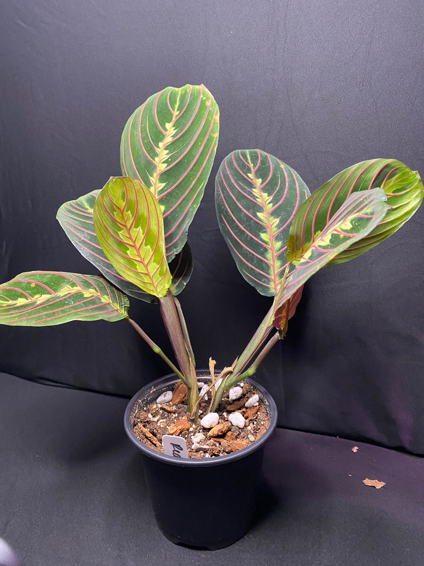 4” Red Prayer Plant