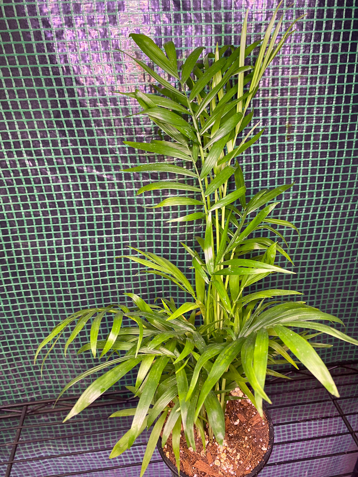 4” Neanthe Bella Palm, Parlor Palm
