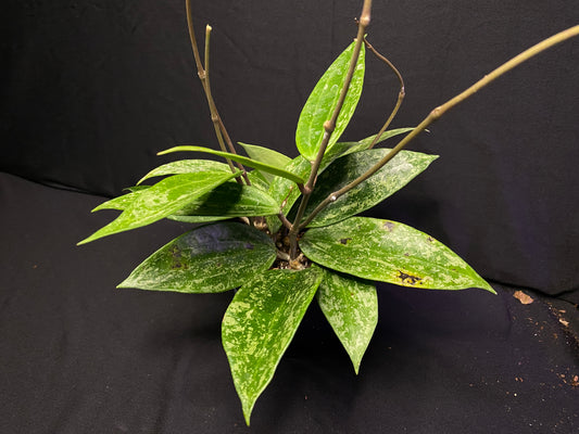 4” Hoya ‘rangsan splash’