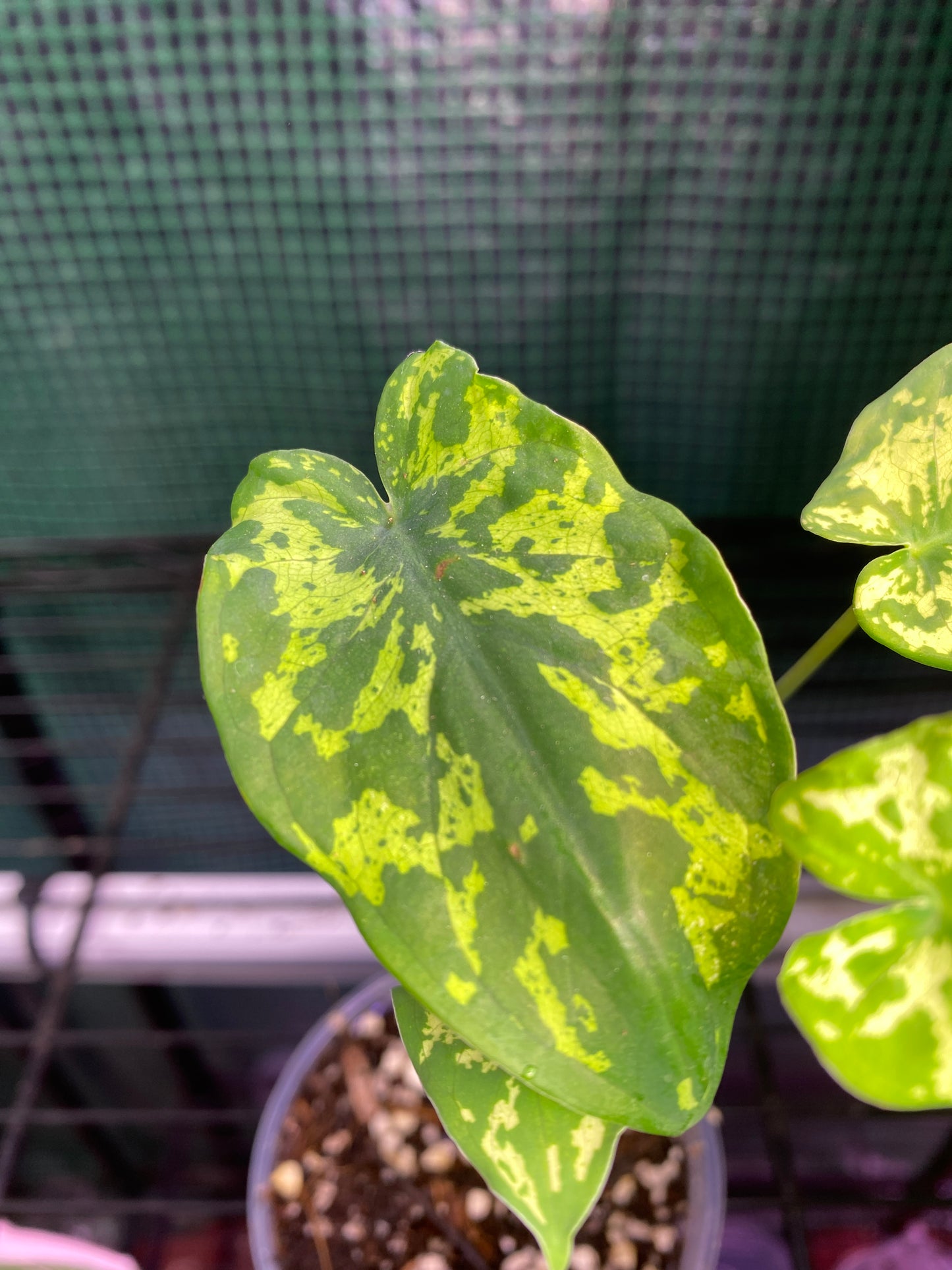 3” Caladium Hilo Beauty