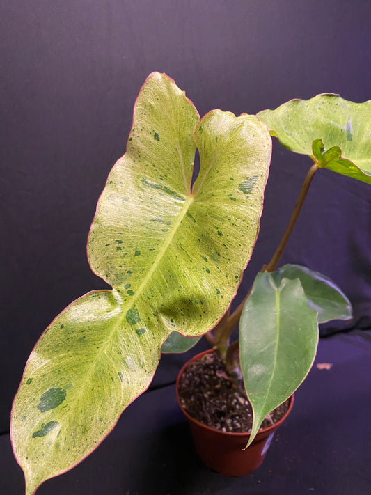 Philodendron Paraiso Verde