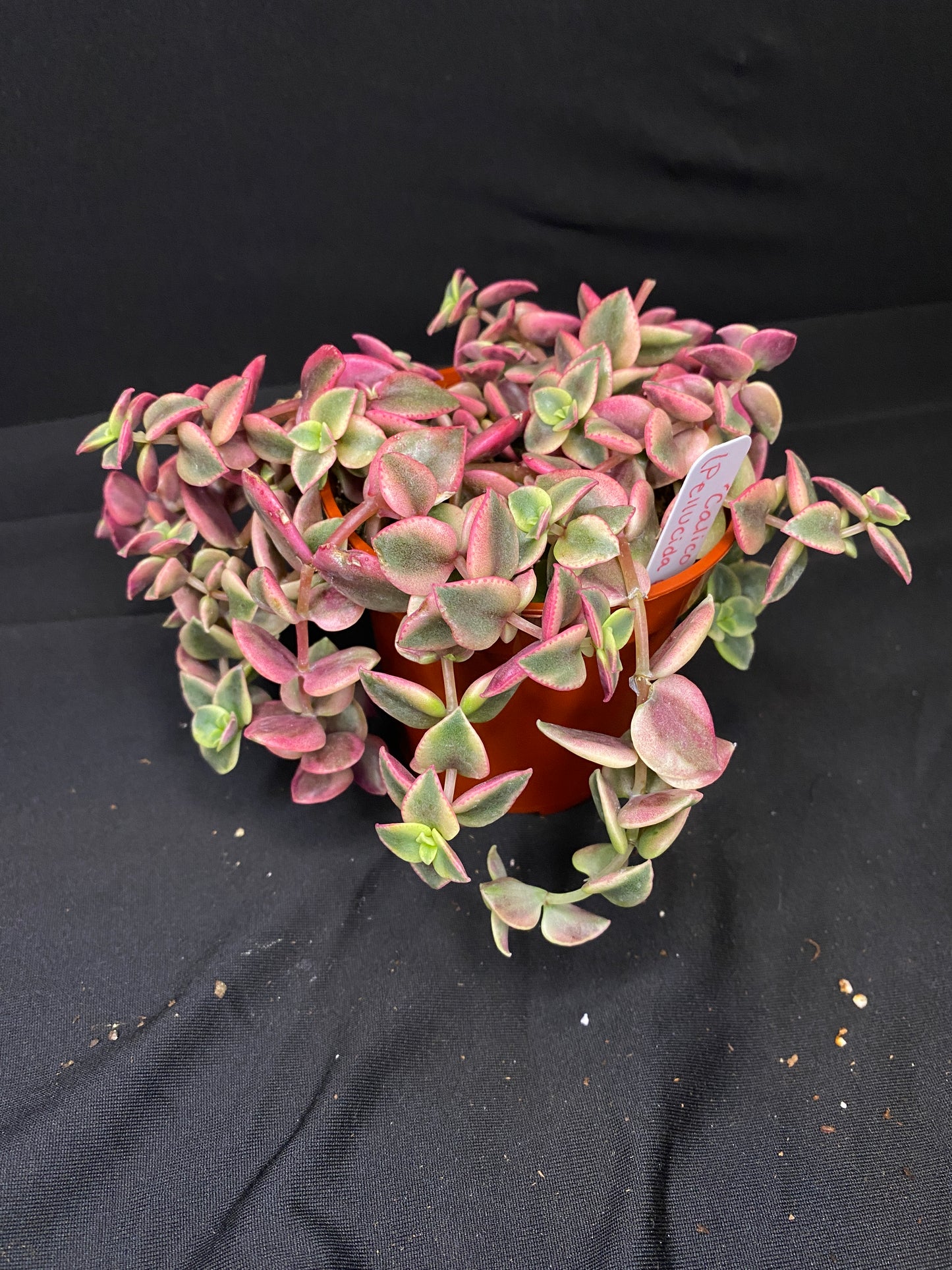 3” Crassula ‘Calico Kitten’