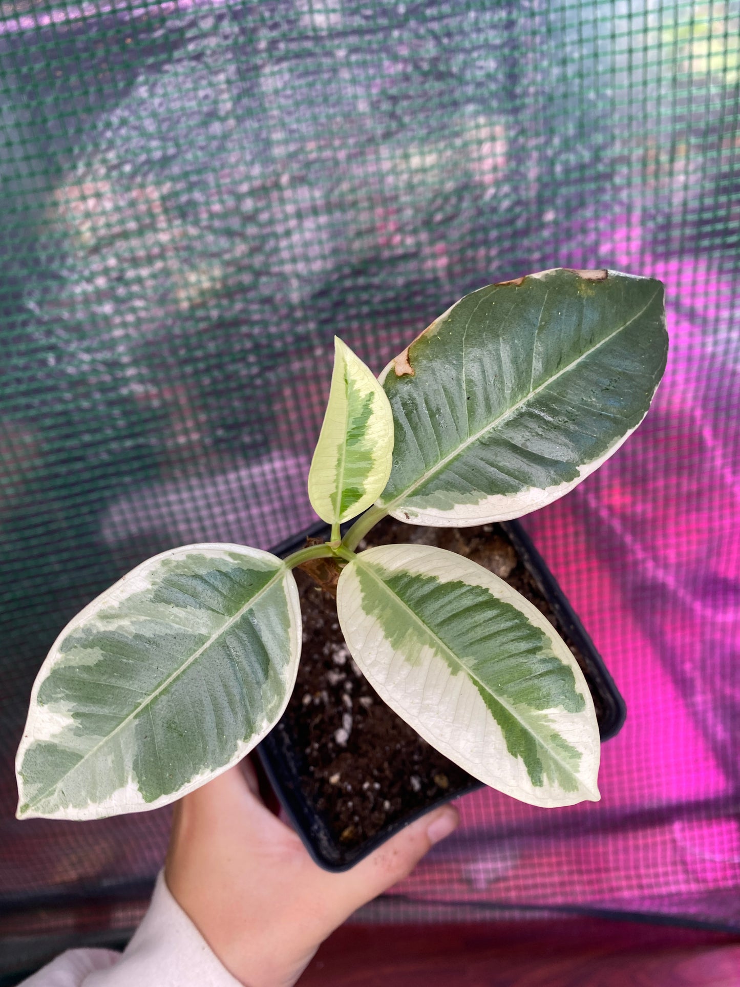 4.5” Ficus ‘Tineke’ (Rubber Plant)