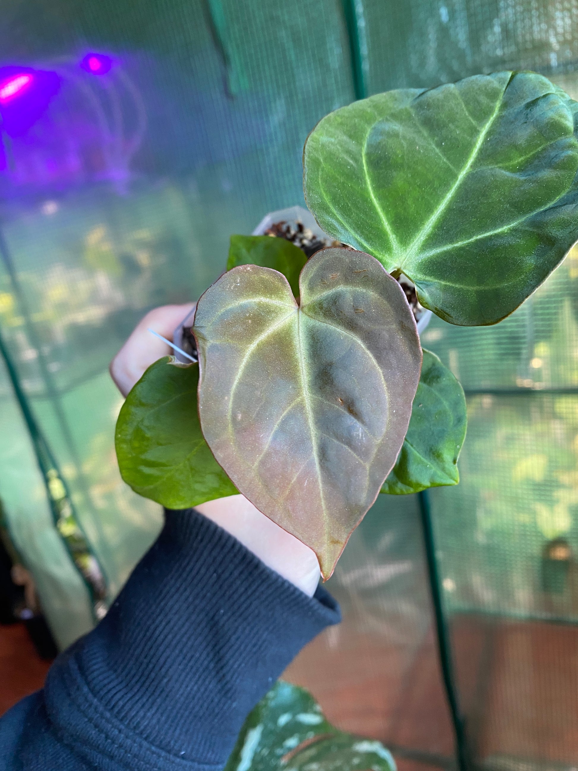 anthurium dorayaki mature 4” Anthurium Dorayaki x BVEP