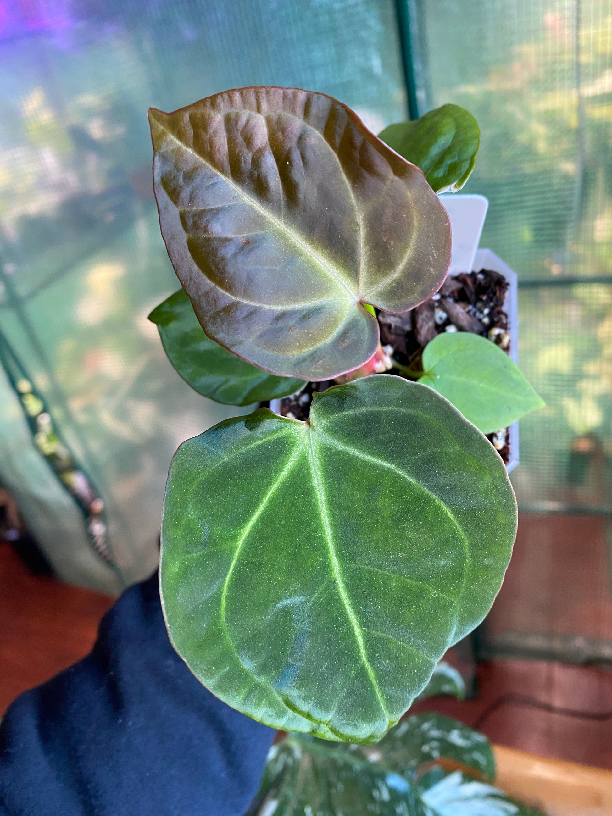 anthurium dorayaki x forgetii 4” Anthurium Dorayaki x BVEP – Back To My Roots