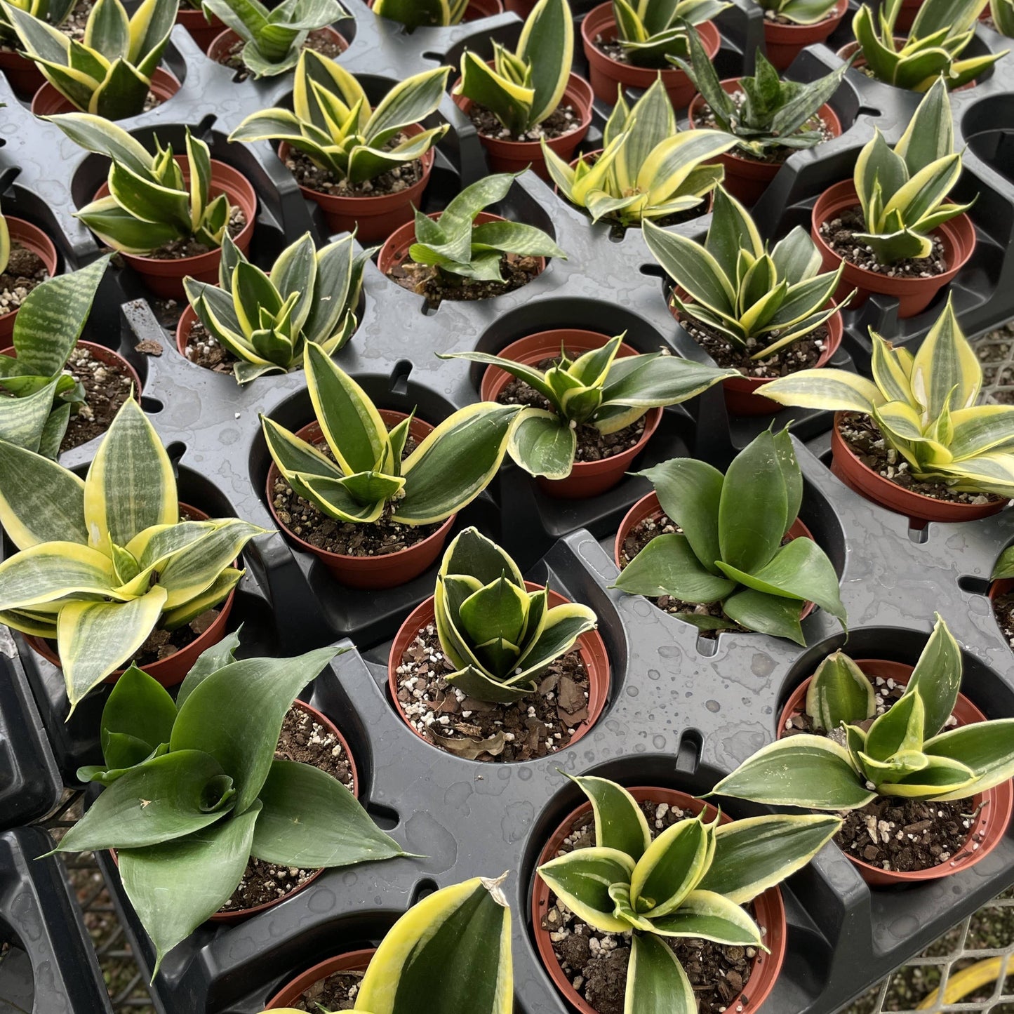 3” Bird's Nest Snake Plant