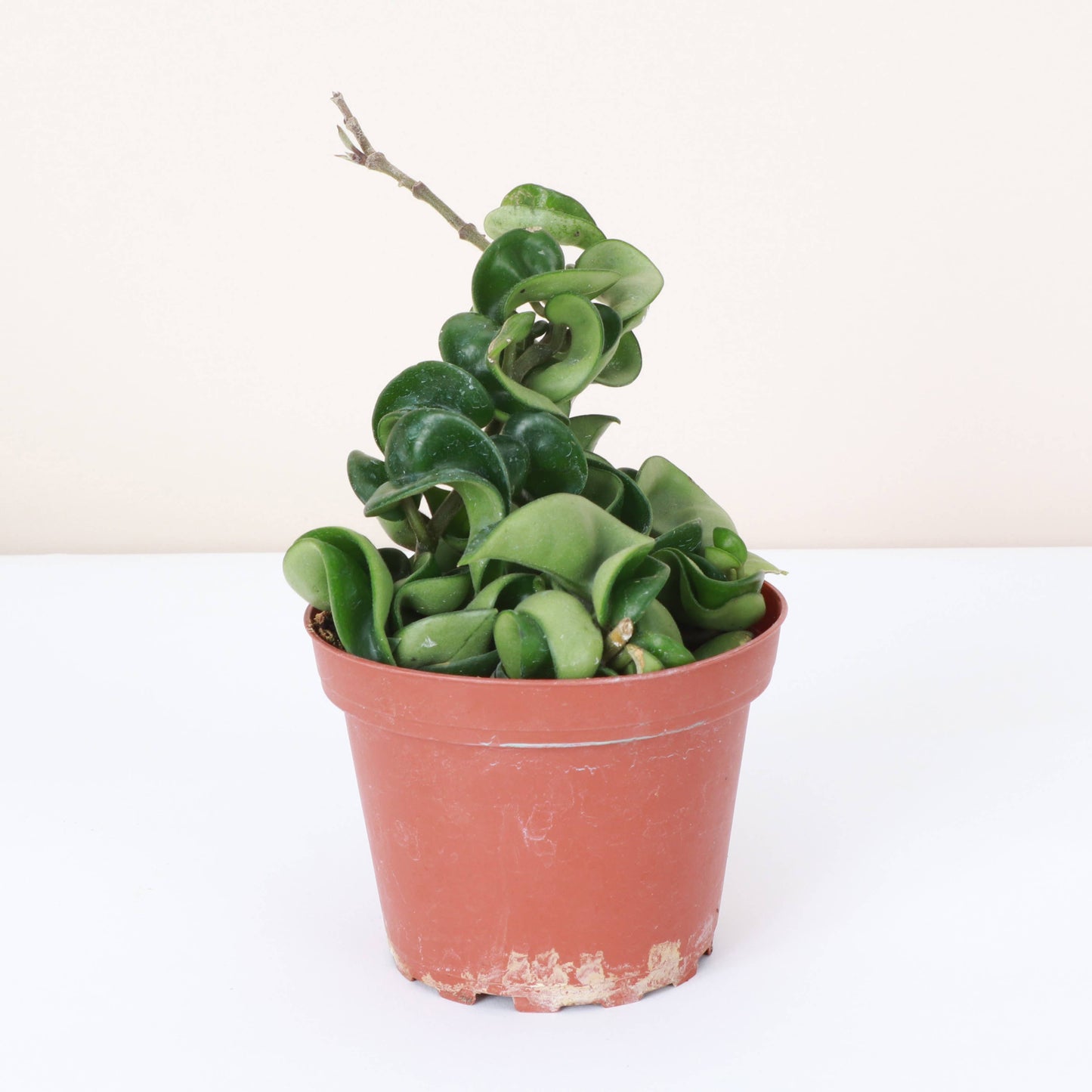2" Hoya Compacta
