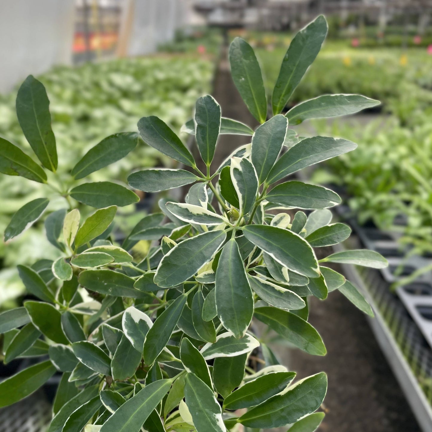 Variegated Schefflera Arboricola - 3" Pot