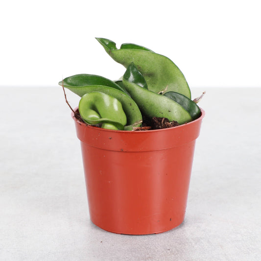 2" Hoya Compacta
