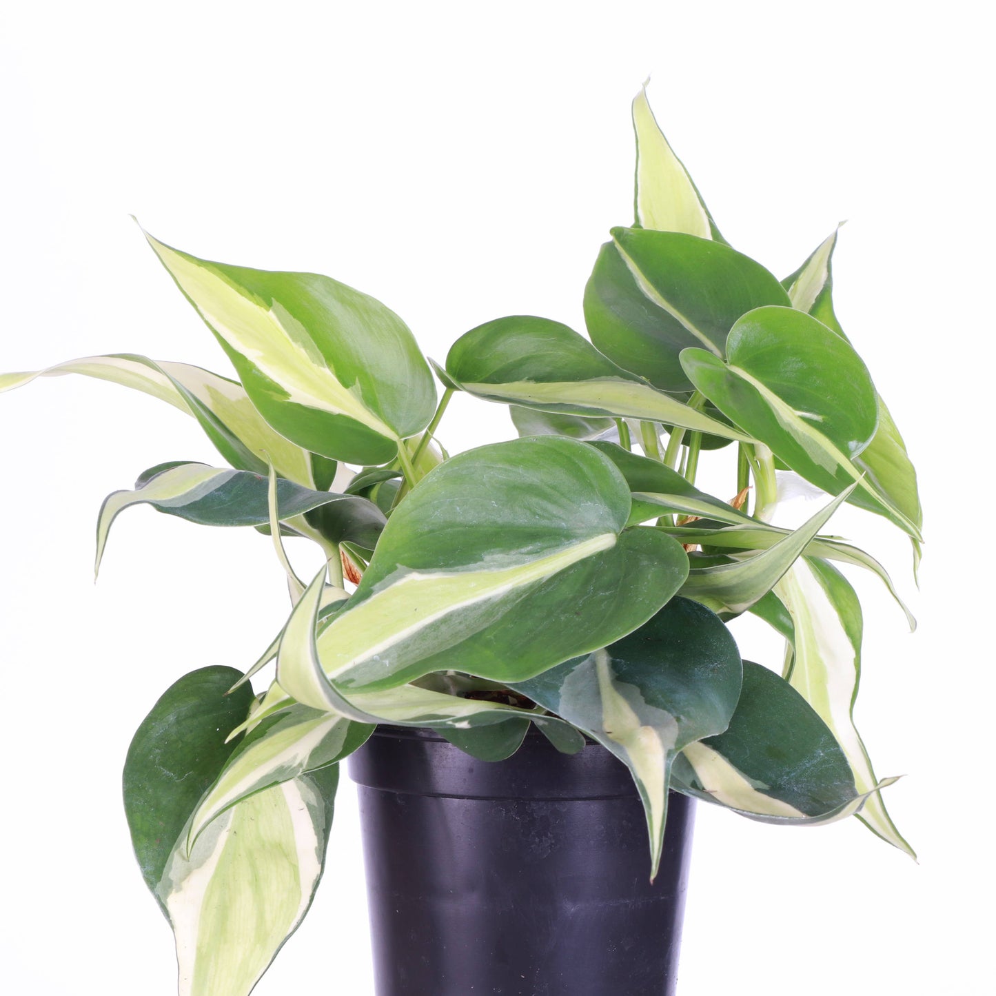 4” Silver Stripe Philodendron
