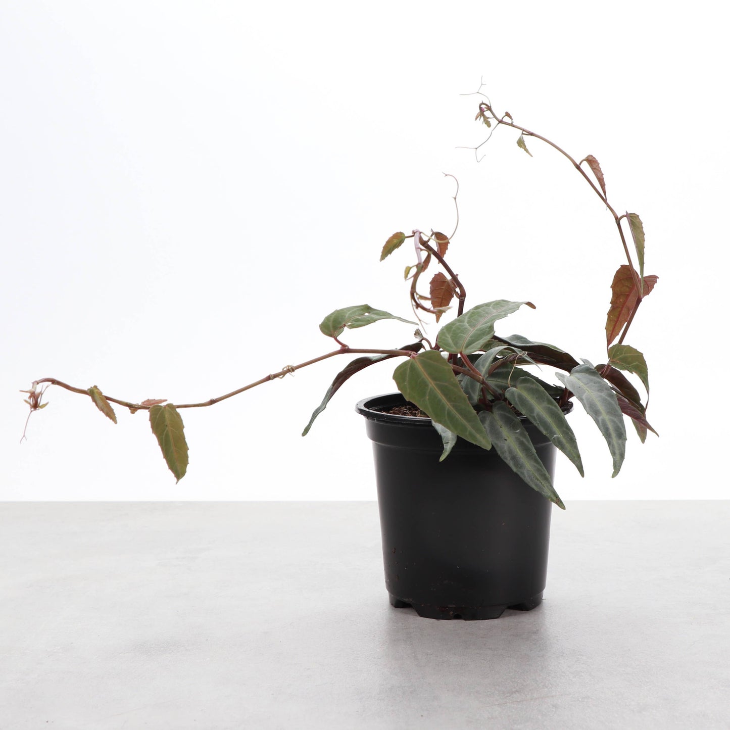 4" Jungle Vine - Cissus Amazonica