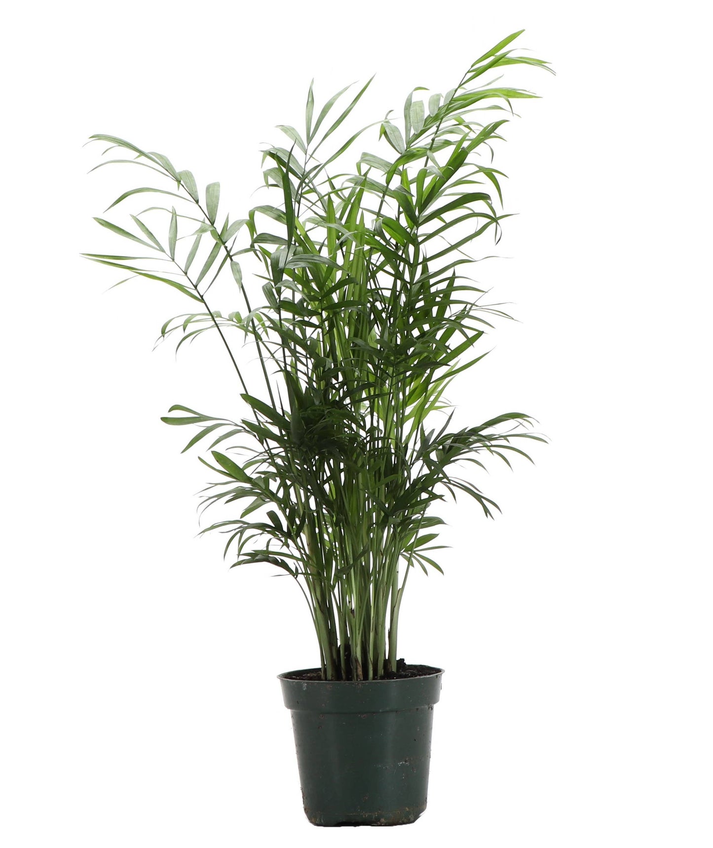 4” Neanthe Bella Palm, Parlor Palm