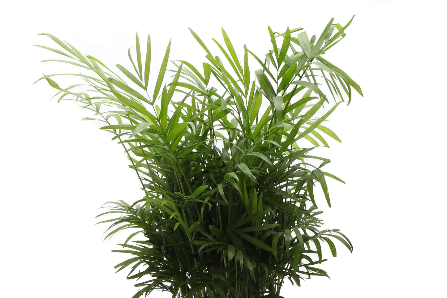 4” Neanthe Bella Palm, Parlor Palm