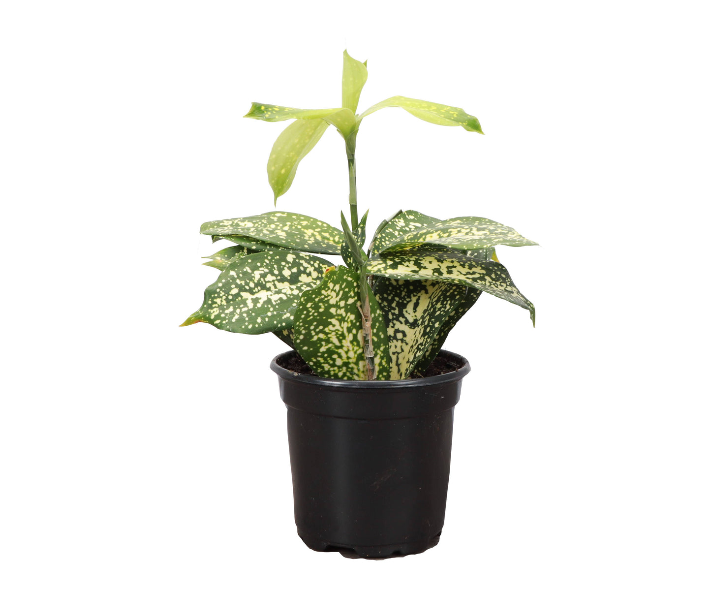 4” Gold Dust Dracaena