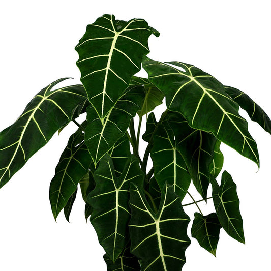 3-4” Alocasia Frydek Velvet Elvis