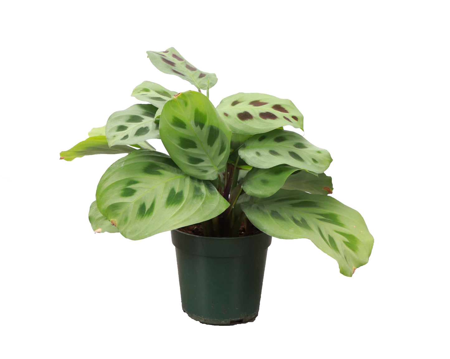 3-4” Green Prayer Plant