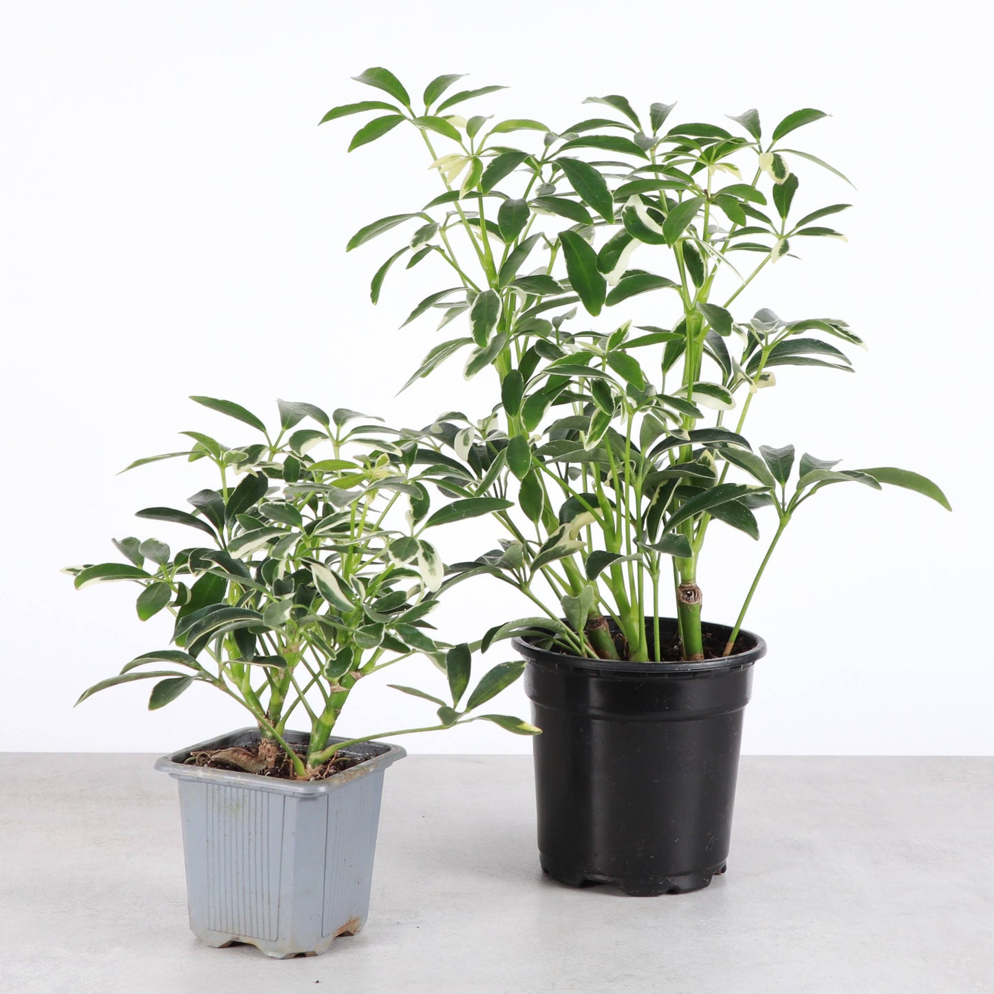 Variegated Schefflera Arboricola - 3" Pot